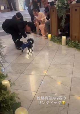 犬の後ろ姿