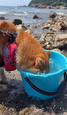 バケツの中の海水に顔を突っ込む犬