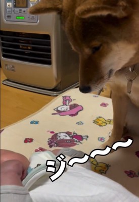 息子さんを見つめるきなこちゃん4