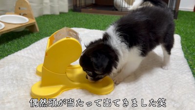 知育おもちゃで遊ぶピノちゃん&パルムちゃん8