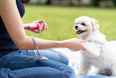 笑顔の白い犬