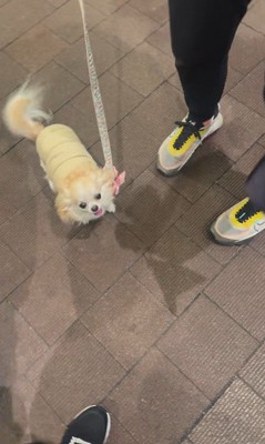 お迎えに来てくれたプティちゃん8