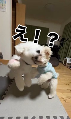 ぽん太くん＆るなちゃんのハプニング6