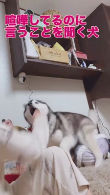 飼い主の拳を見つめる犬