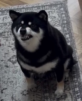 歯を見せる犬