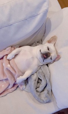 はなちゃんの寝姿