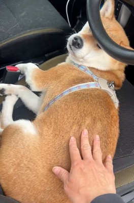 目が隠れ始めるなっとうちゃん