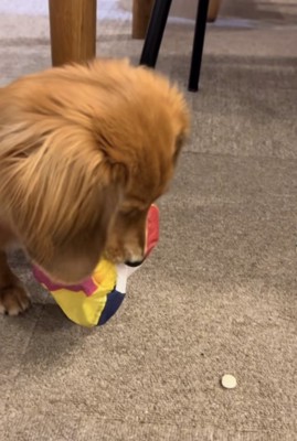 目の前におやつ1つ