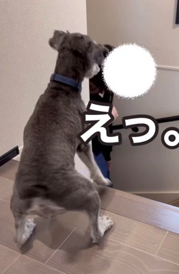 来客に驚く犬