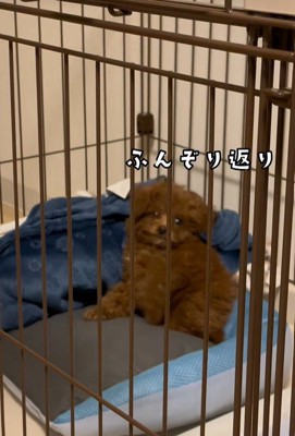 注射後のむぎ君7