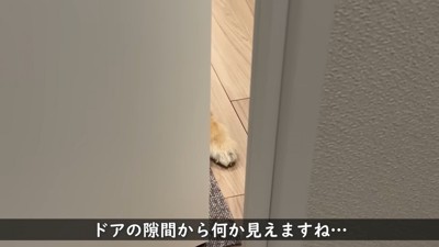 ドアのすき間から見える前足