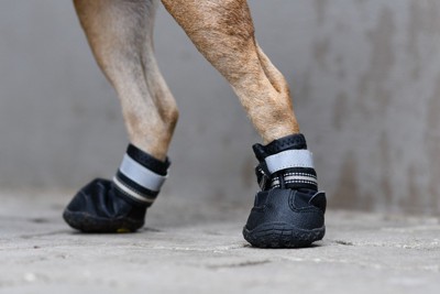 犬の足のアップ、黒い靴