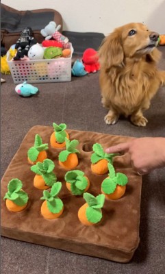 ララちゃんの人参収穫3