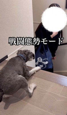 低姿勢になる犬