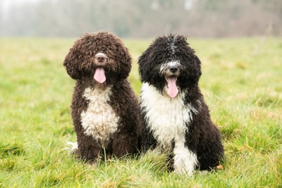 2匹のスパニッシュ