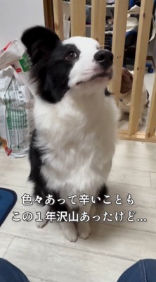 おすわりをする犬