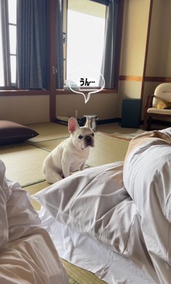 返事をする小型犬