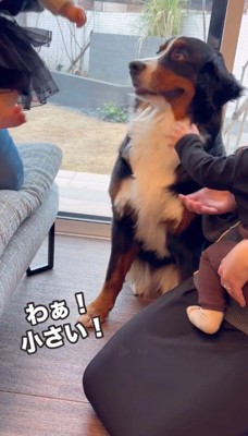 赤ちゃんを凝視する犬