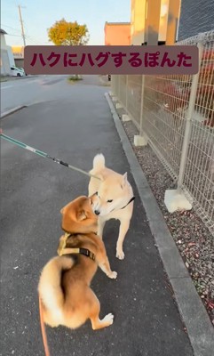 お友達に会った時のぽんた君3