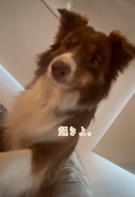 飼い主さんを起こすコロくん4