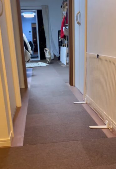 嬉しそうに走り寄ってくる柴犬