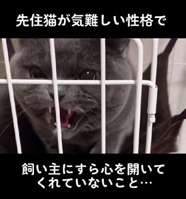 子犬を受け入れられる…？