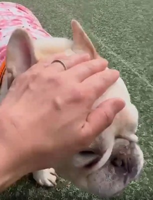 撫でられるアビーちゃん