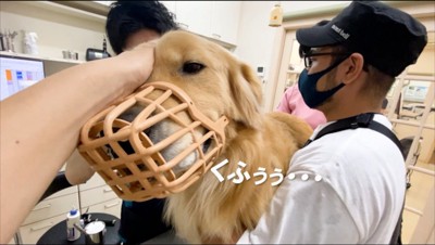 耳かきをされて笑顔になる犬