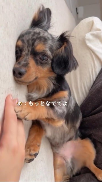 撫でることを要求する犬