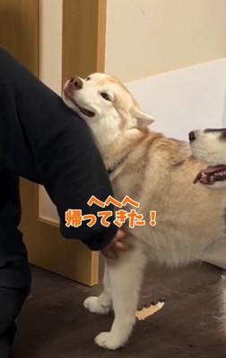 笑顔のハスキー