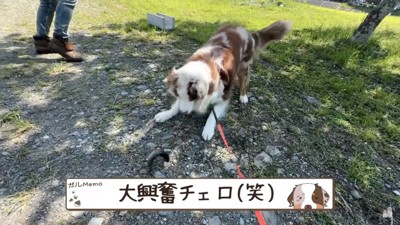 魚に大興奮するガルちゃん