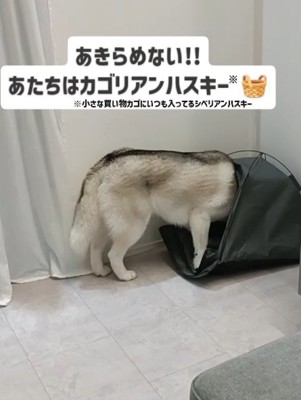 諦めないはくちゃん