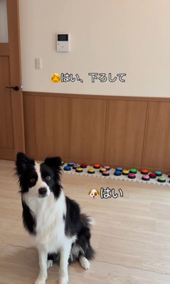 サンゴくんの言葉の理解度を検証5