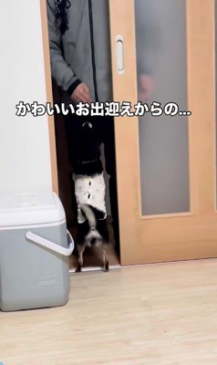 千幸ちゃんのお出迎え4