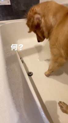 排水口の音が鳴って飛び上がる犬