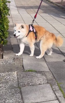 転んでも立ち上がるうーちゃん