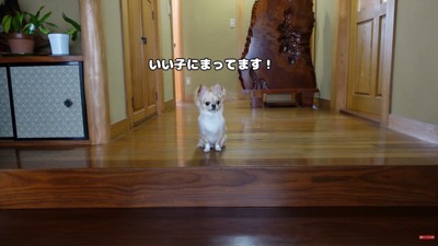 いい子にお座りして待機