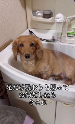 ももちゃんの足を洗おうとしたら3