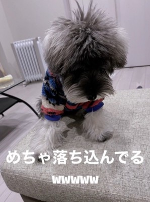 服を着て俯いている犬