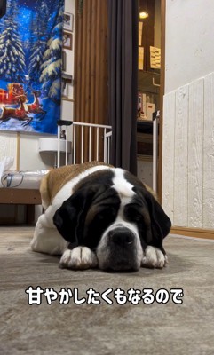 首をかくのが下手なむちゃ君6