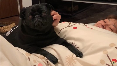 ママさんを介抱するわさび君⑩