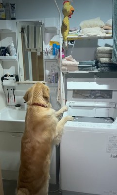 助けに近寄る犬