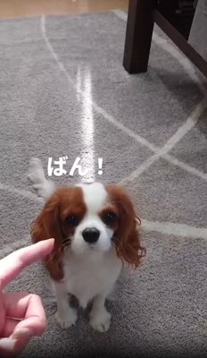 飼い主を見る犬