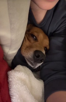 ソファーに頭だけ乗せる中型犬