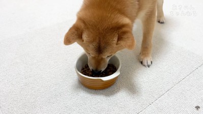 食事中ののんちゃん