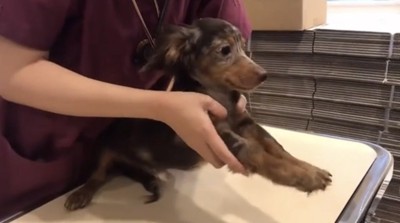 前足を伸ばされる犬