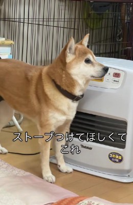飼い主さんに催促するひめこちゃん