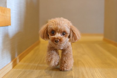 嬉しそうに廊下を歩いてくるトイプードル