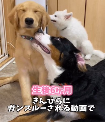 3匹の犬