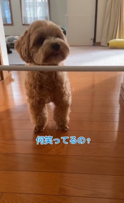 飼い主さんを見るもち太くん